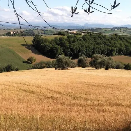 Barbagianni * Senigallia