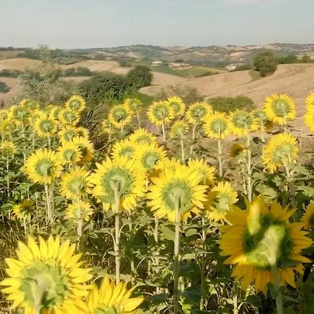 Barbagianni Senigallia