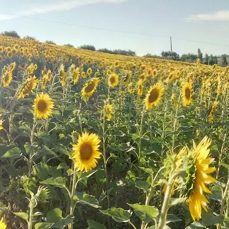 Barbagianni *